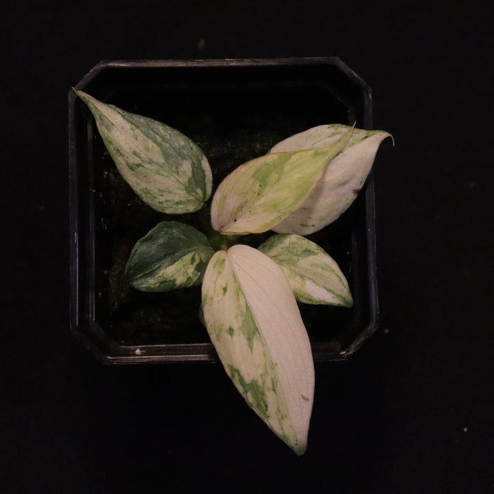 Variegated Philodendron Gloriosum