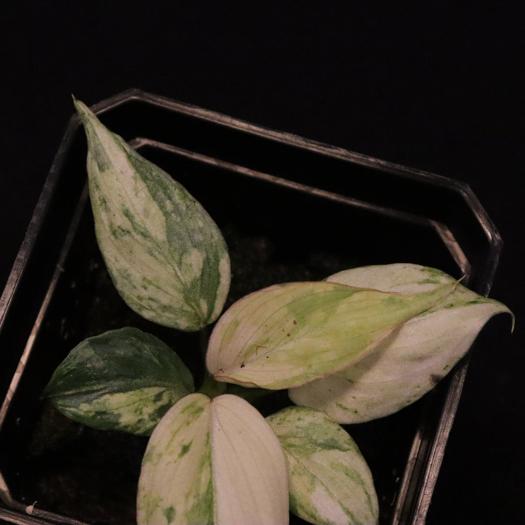 Variegated Philodendron Gloriosum