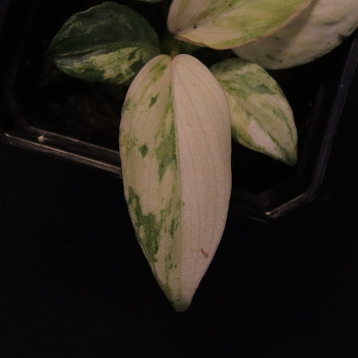 Variegated Philodendron Gloriosum