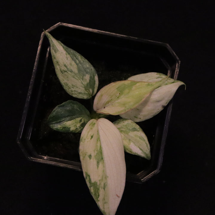 Variegated Philodendron Gloriosum