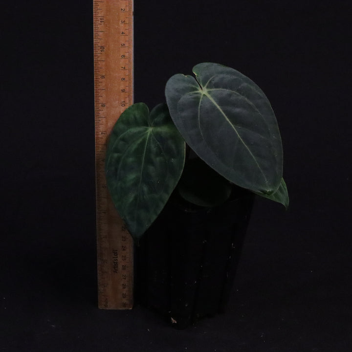 Anthurium (Zara x Michelle) x Dark Phoenix