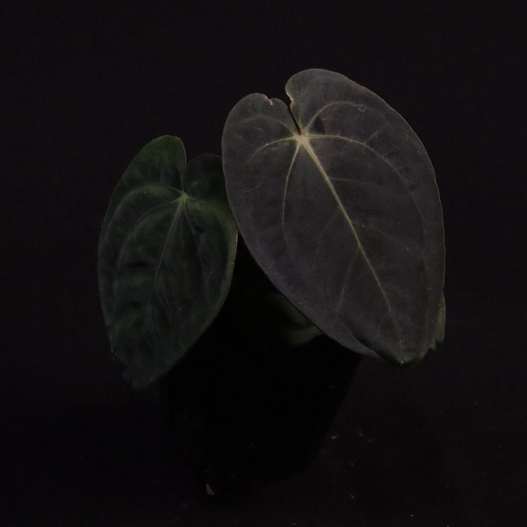 Anthurium (Zara x Michelle) x Dark Phoenix