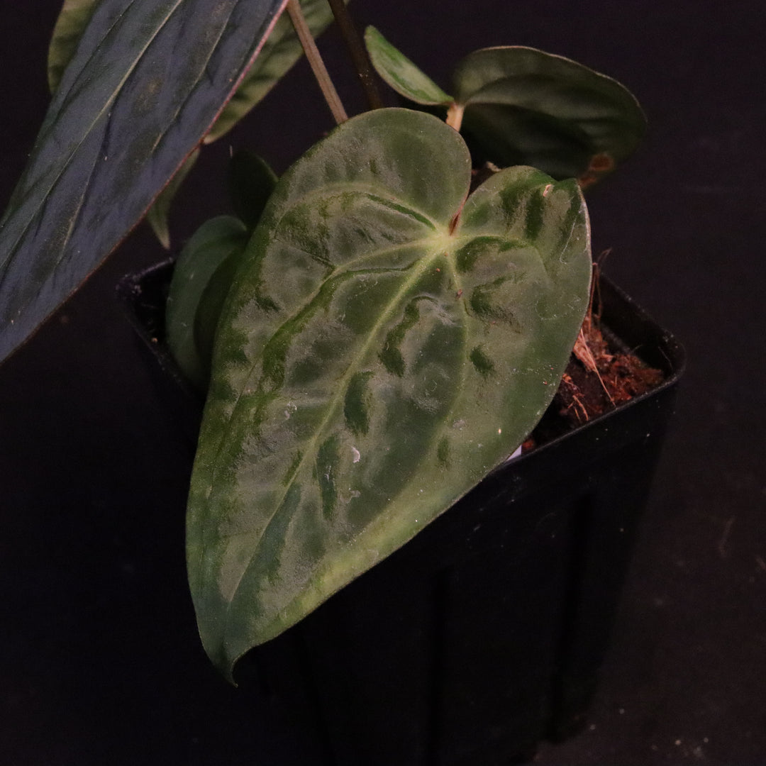 Anthurium (Zara x Michelle) x Dark Phoenix