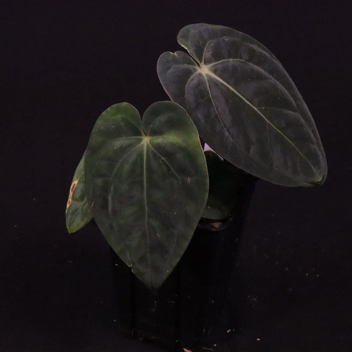 Anthurium (Zara x Michelle) x Dark Phoenix