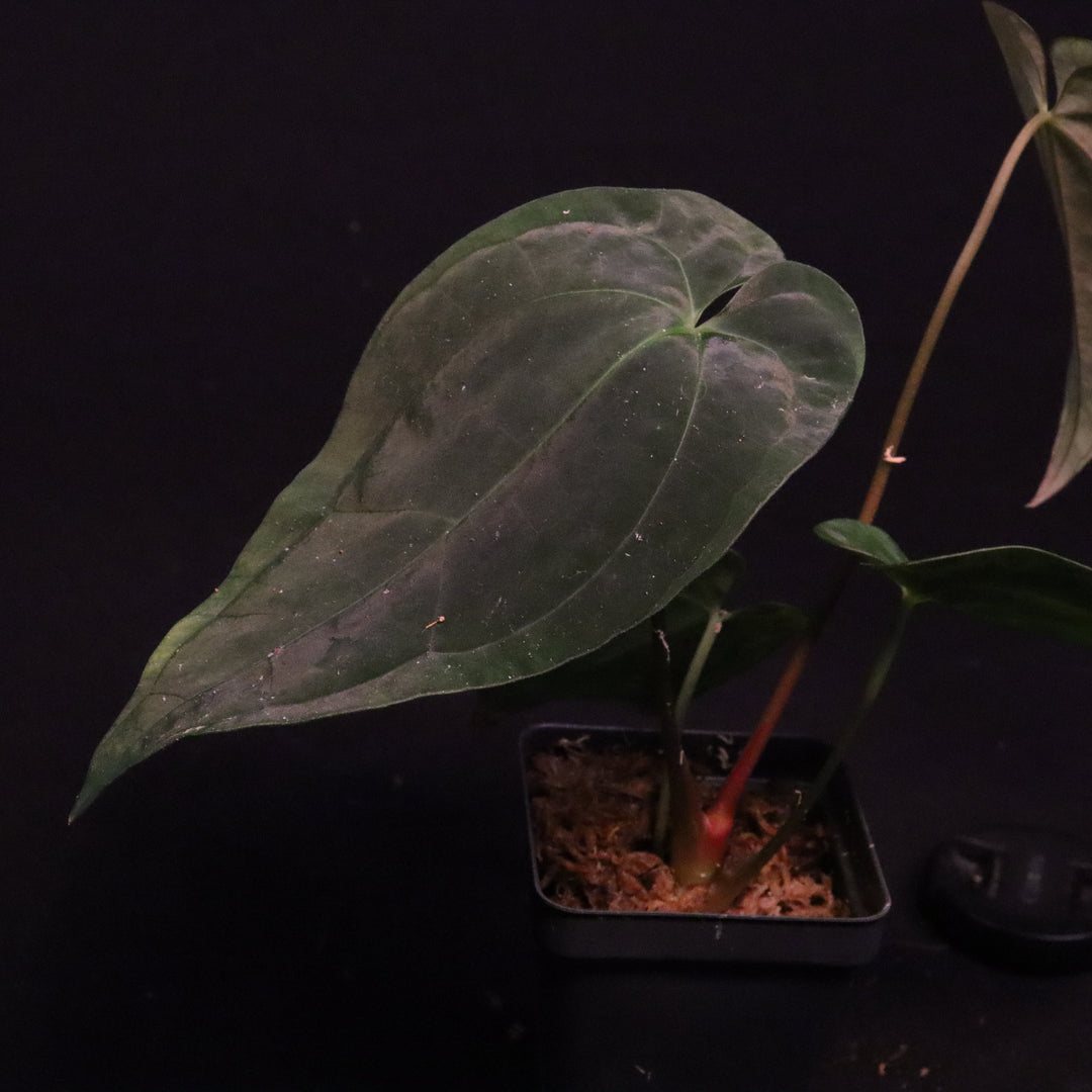 Anthurium papillilaminum x 'Red Vein Dark Phoenix'