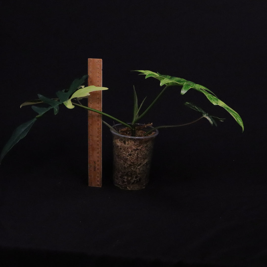 Philodendron Kitina - Read Description