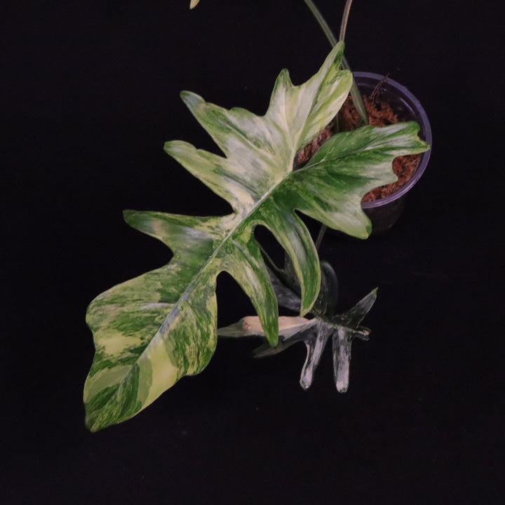 Philodendron Kitina - Read Description