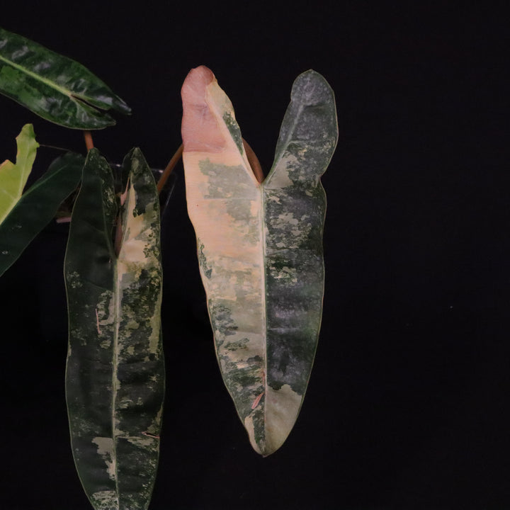 Variegated Philodendron Billietiae