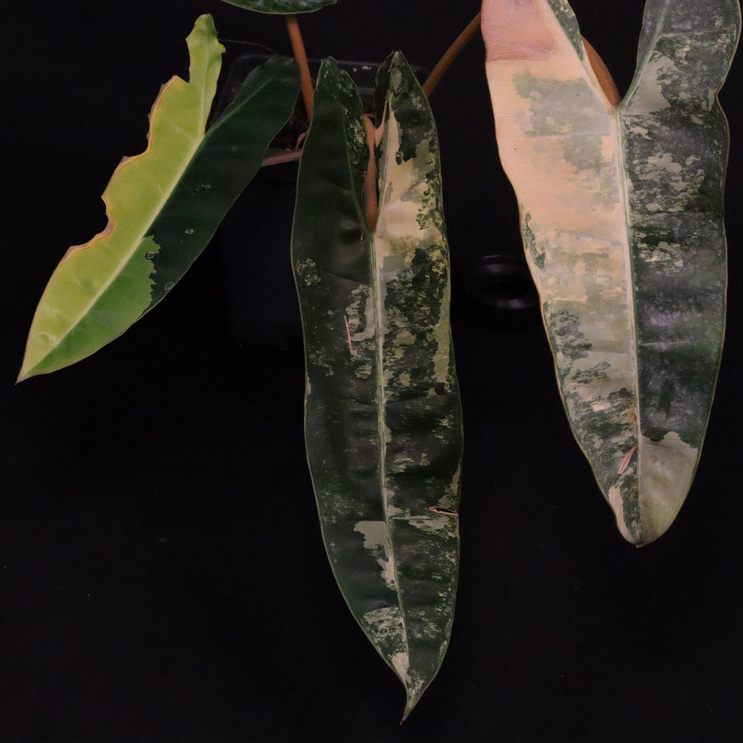 Variegated Philodendron Billietiae