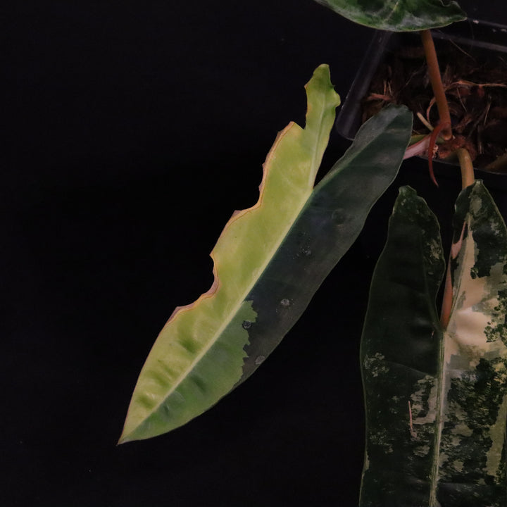 Variegated Philodendron Billietiae