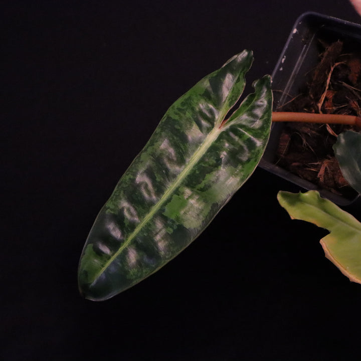 Variegated Philodendron Billietiae