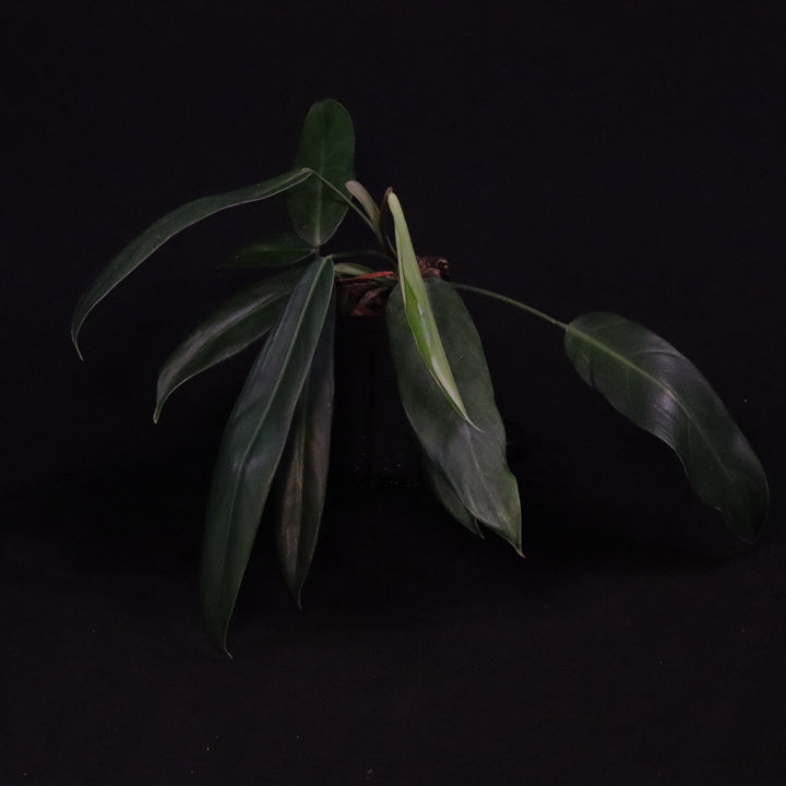 Philodendron Patriciae