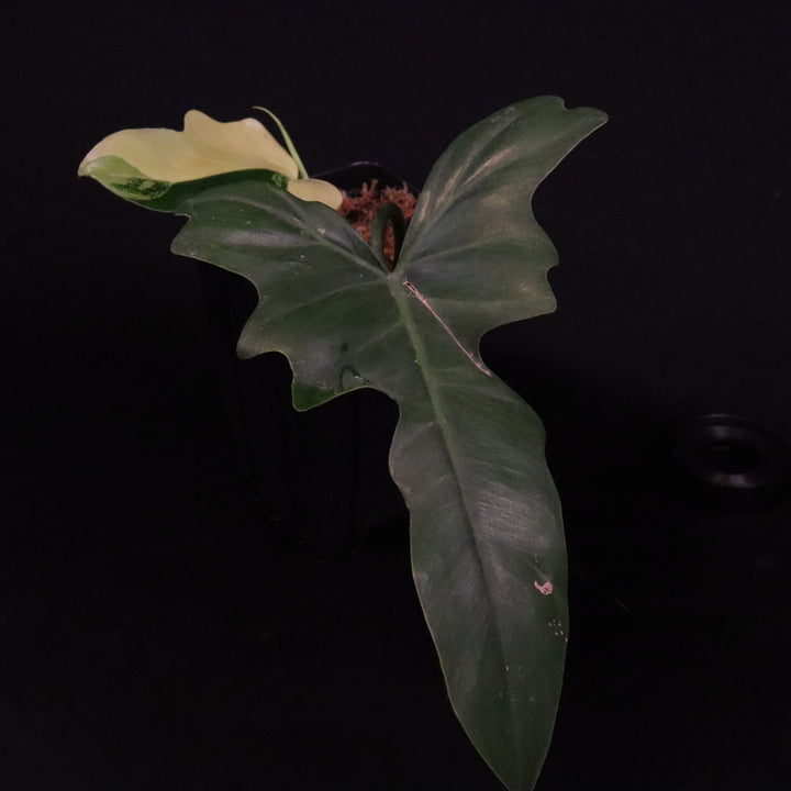 Philodendron Golden Dragon Mint Variegated