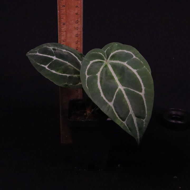 Anthurium dorayaki x crystallinum - Light Variegation