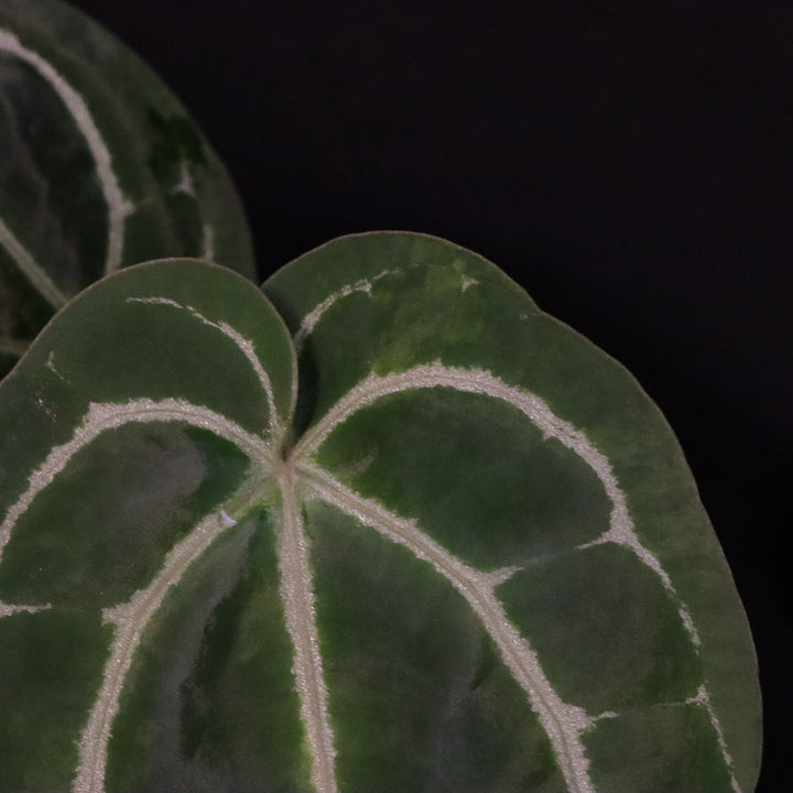 Anthurium dorayaki x crystallinum - Light Variegation