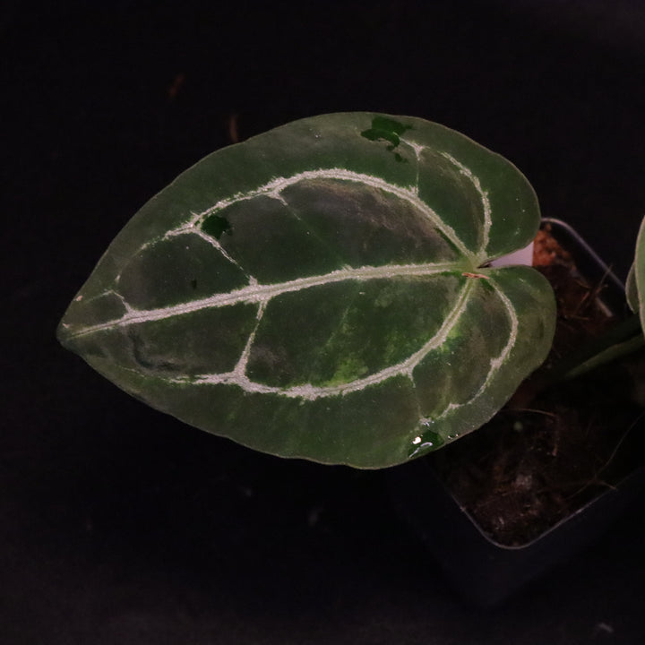 Anthurium dorayaki x crystallinum - Light Variegation