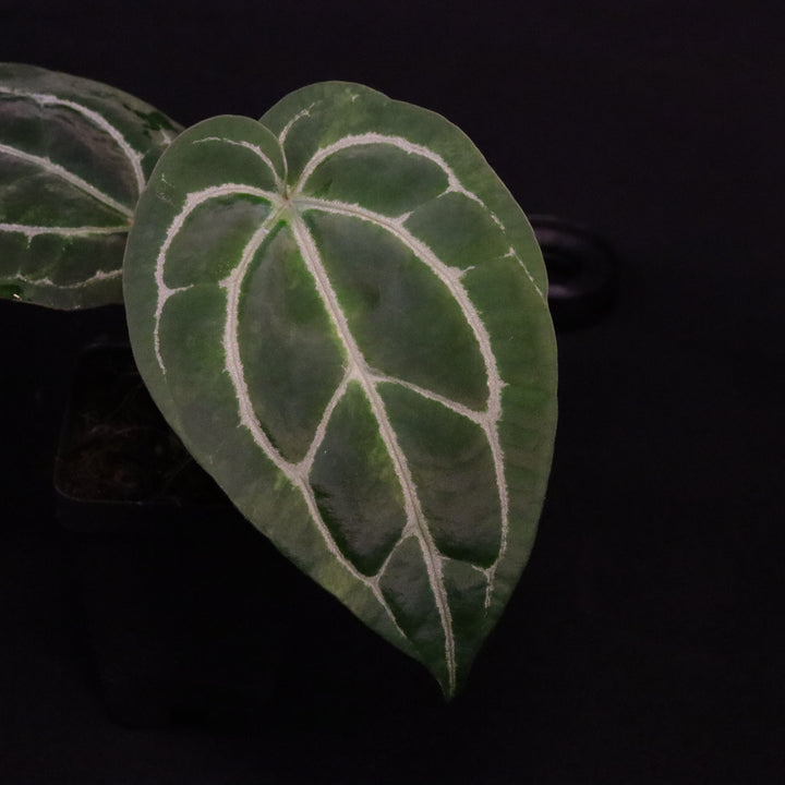 Anthurium dorayaki x crystallinum - Light Variegation