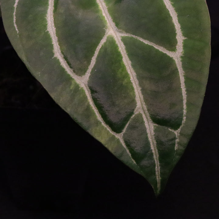 Anthurium dorayaki x crystallinum - Light Variegation