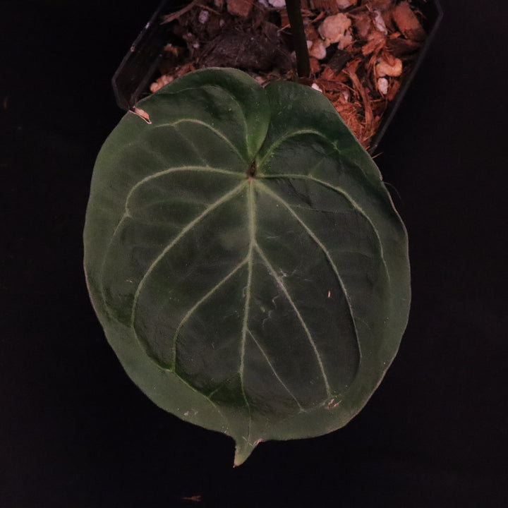 Anthurium King of Spades / Hu - Round Form, Silver Krome Gardens