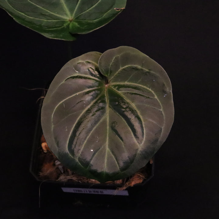 Anthurium King of Spades / Hu - Round Form, Silver Krome Gardens