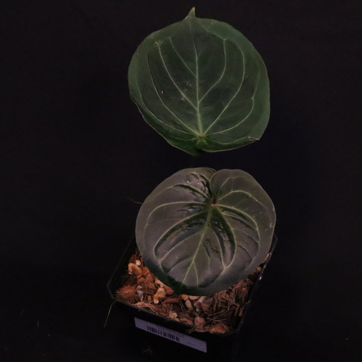 Anthurium King of Spades / Hu - Round Form, Silver Krome Gardens