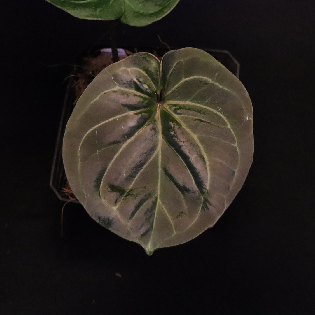 Anthurium King of Spades / Hu - Round Form, Silver Krome Gardens