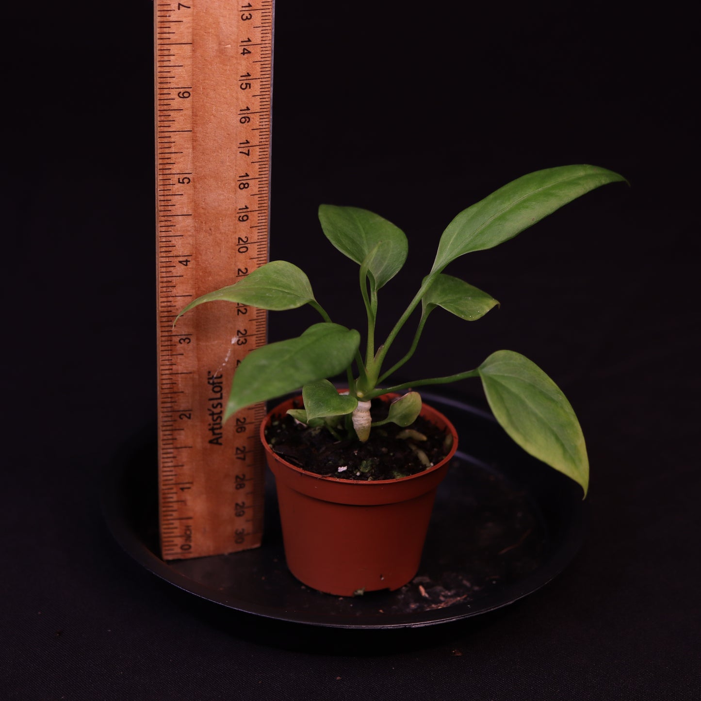 Anthurium Vittarifolium - Grower's Choice