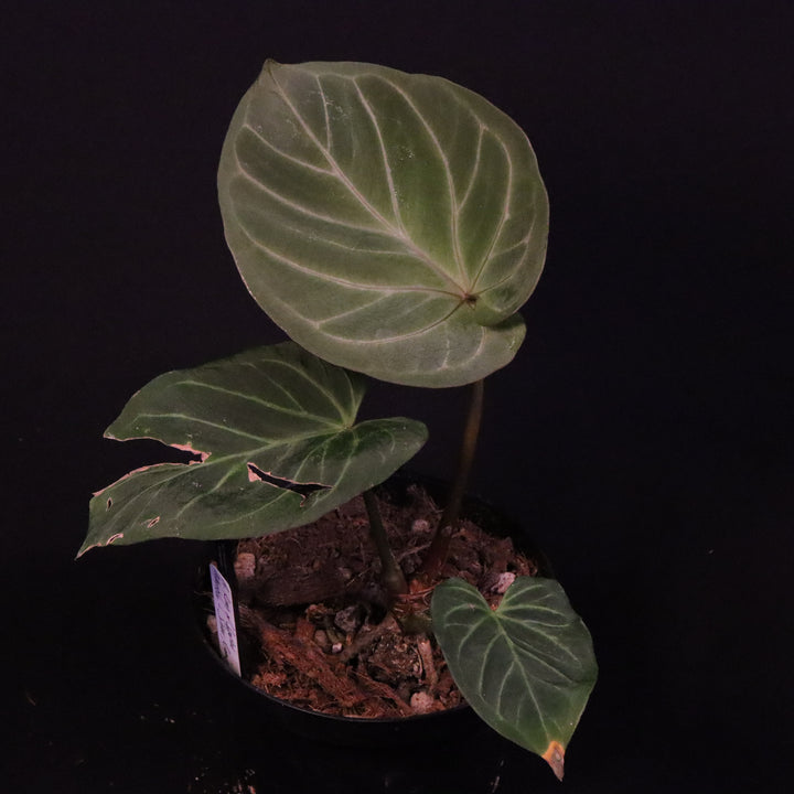 Anthurium King of Spades / Hu - Silver Krome Gardens