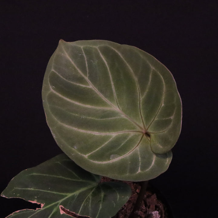 Anthurium King of Spades / Hu - Silver Krome Gardens