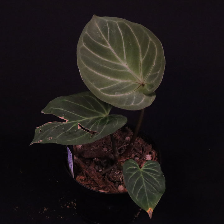 Anthurium King of Spades / Hu - Silver Krome Gardens