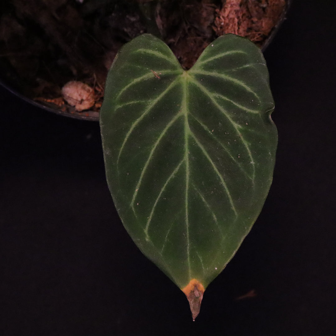 Anthurium King of Spades / Hu - Silver Krome Gardens