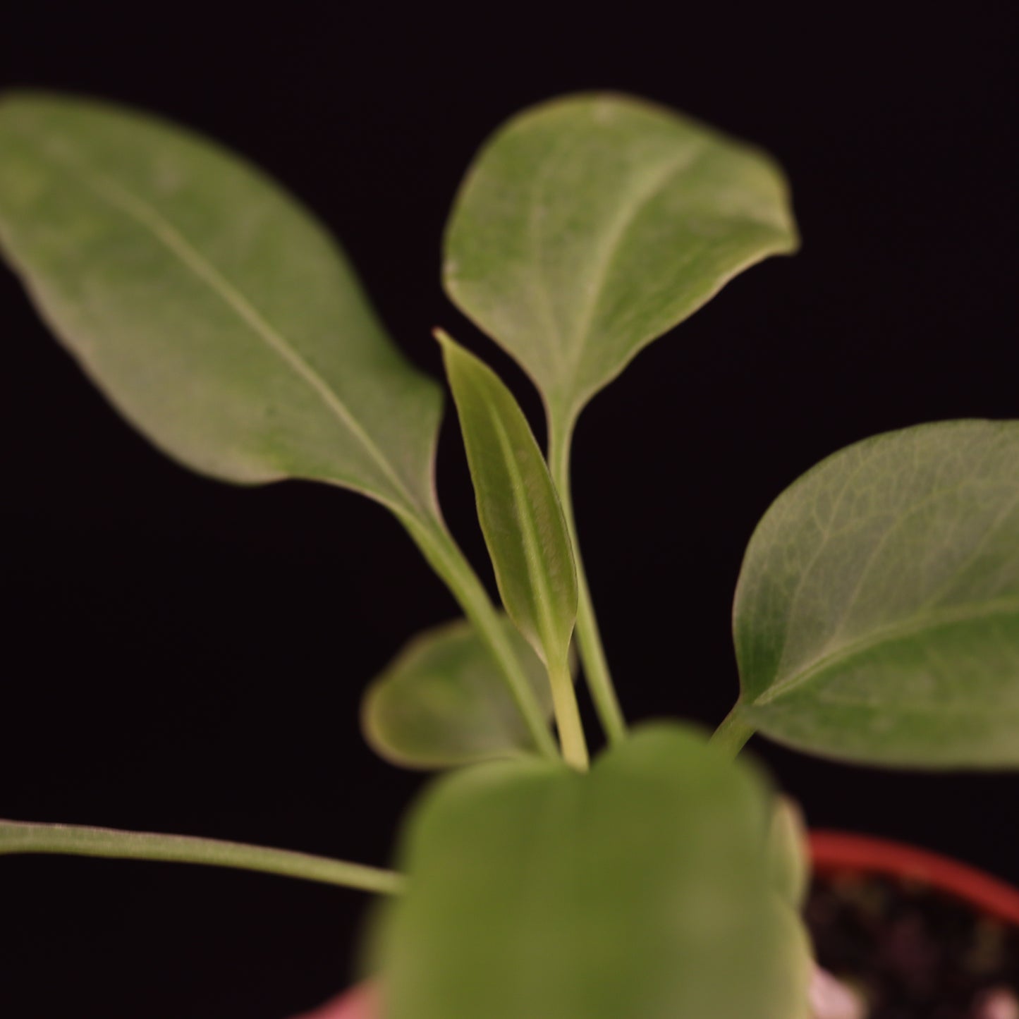 Anthurium Vittarifolium - Grower's Choice