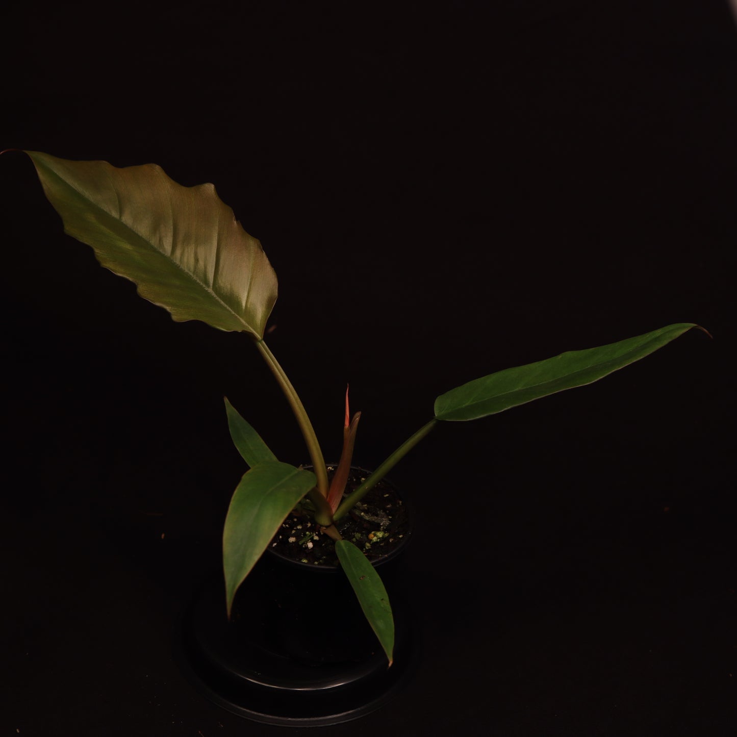 Philodendron Pluto - Grower's Choice