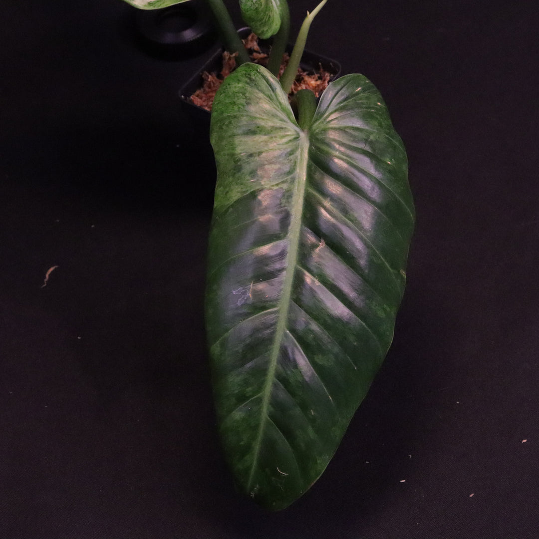 Variegated Philodendron Subhastatum