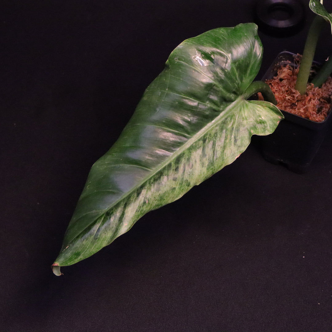 Variegated Philodendron Subhastatum