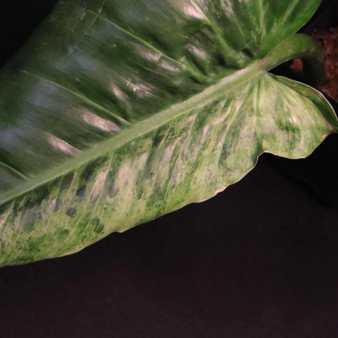 Variegated Philodendron Subhastatum