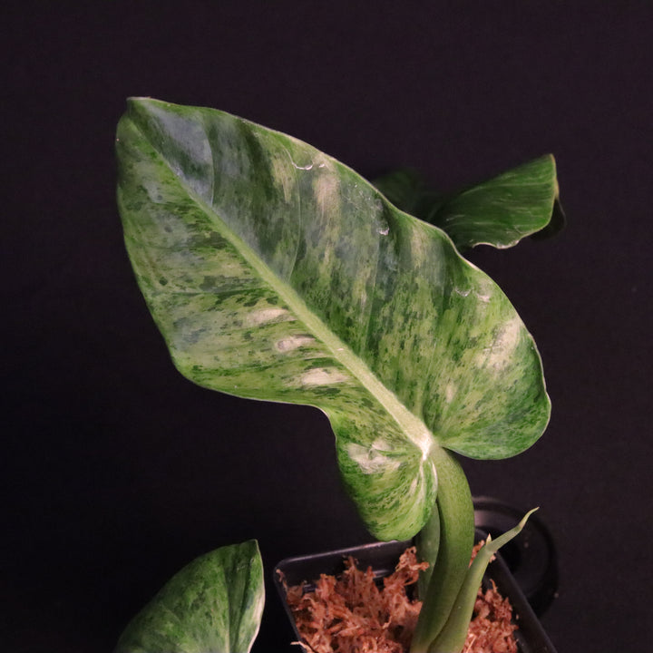 Variegated Philodendron Subhastatum