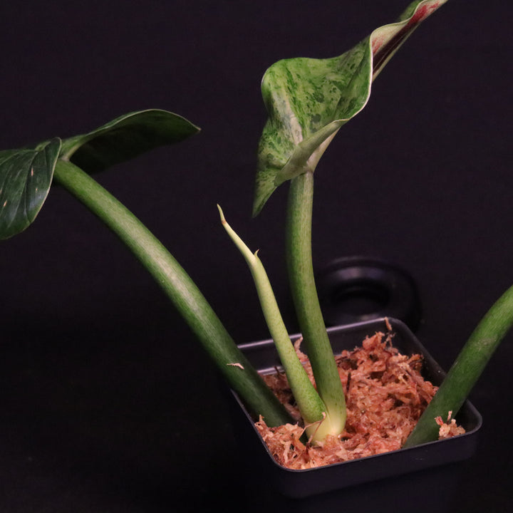 Variegated Philodendron Subhastatum