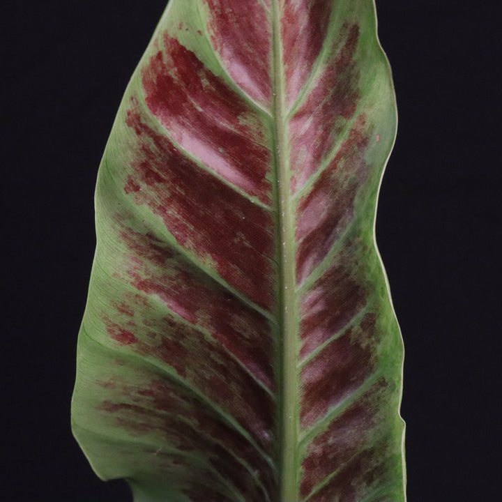 Variegated Philodendron Subhastatum