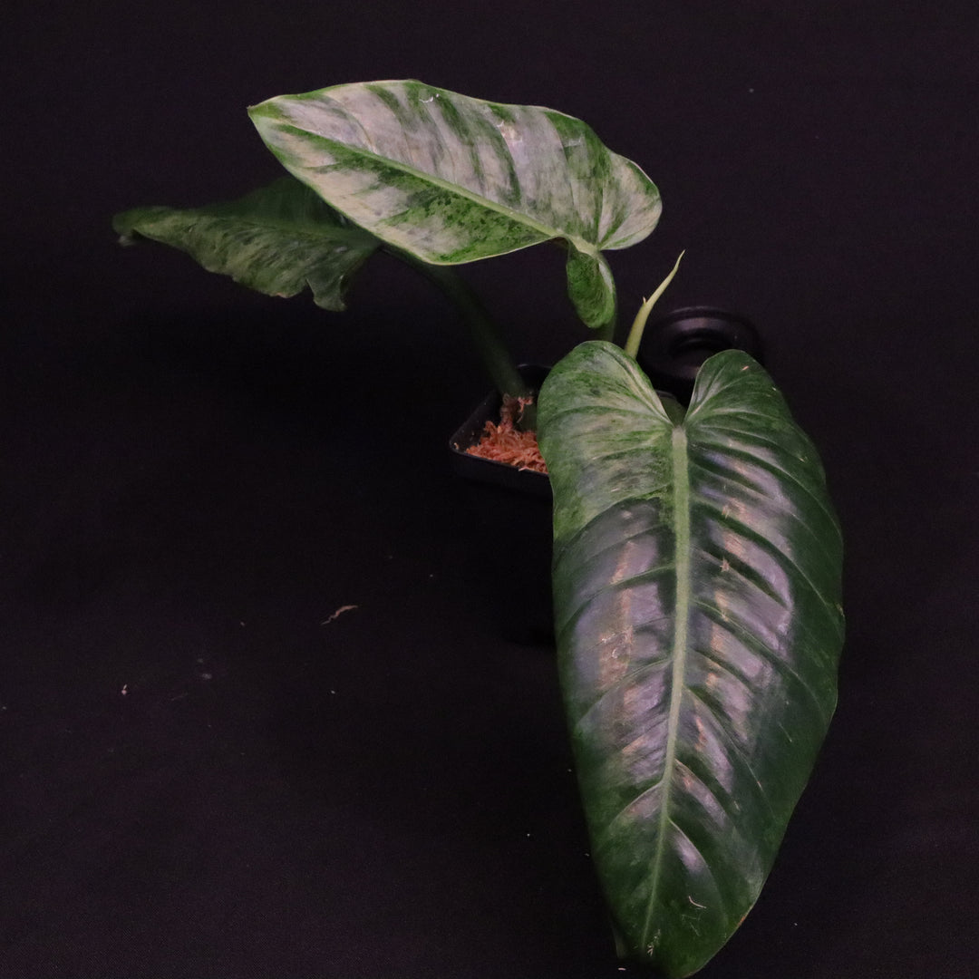 Variegated Philodendron Subhastatum