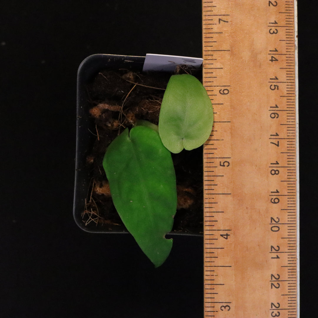 Monstera Filamentosa Starter Size