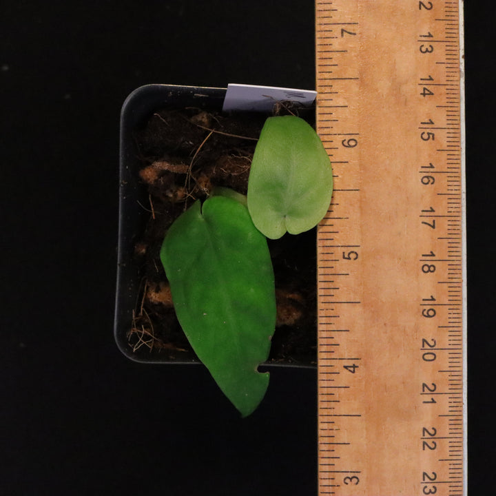 Monstera Filamentosa Starter Size