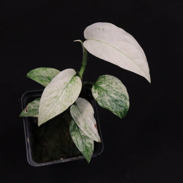 Variegated Monstera Adansonii Laniata Mint