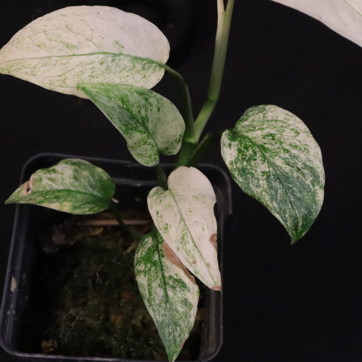 Variegated Monstera Adansonii Laniata Mint