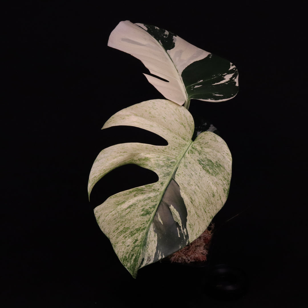 Monstera NOID Mint / Jungle Mint