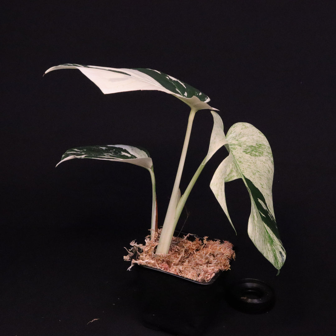 Monstera NOID Mint / Jungle Mint