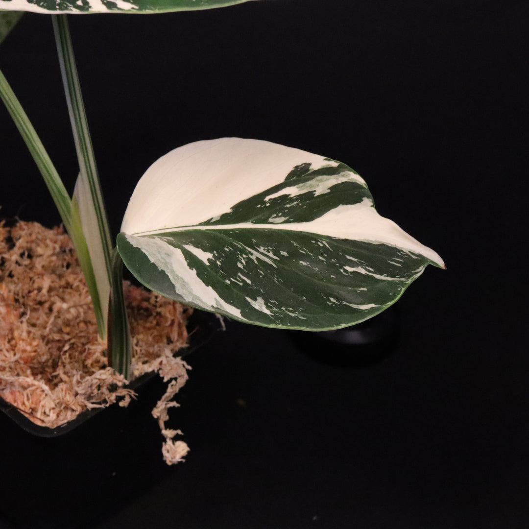 Monstera NOID Mint / Jungle Mint