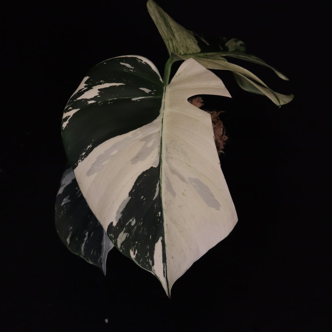 Monstera NOID Mint / Jungle Mint