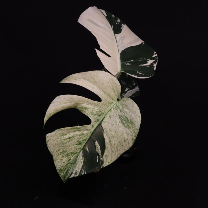 Monstera NOID Mint / Jungle Mint