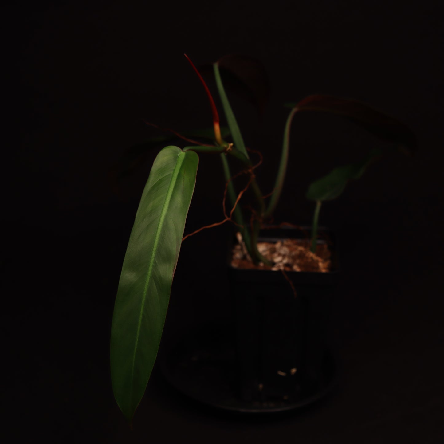Philodendron Bi-Color